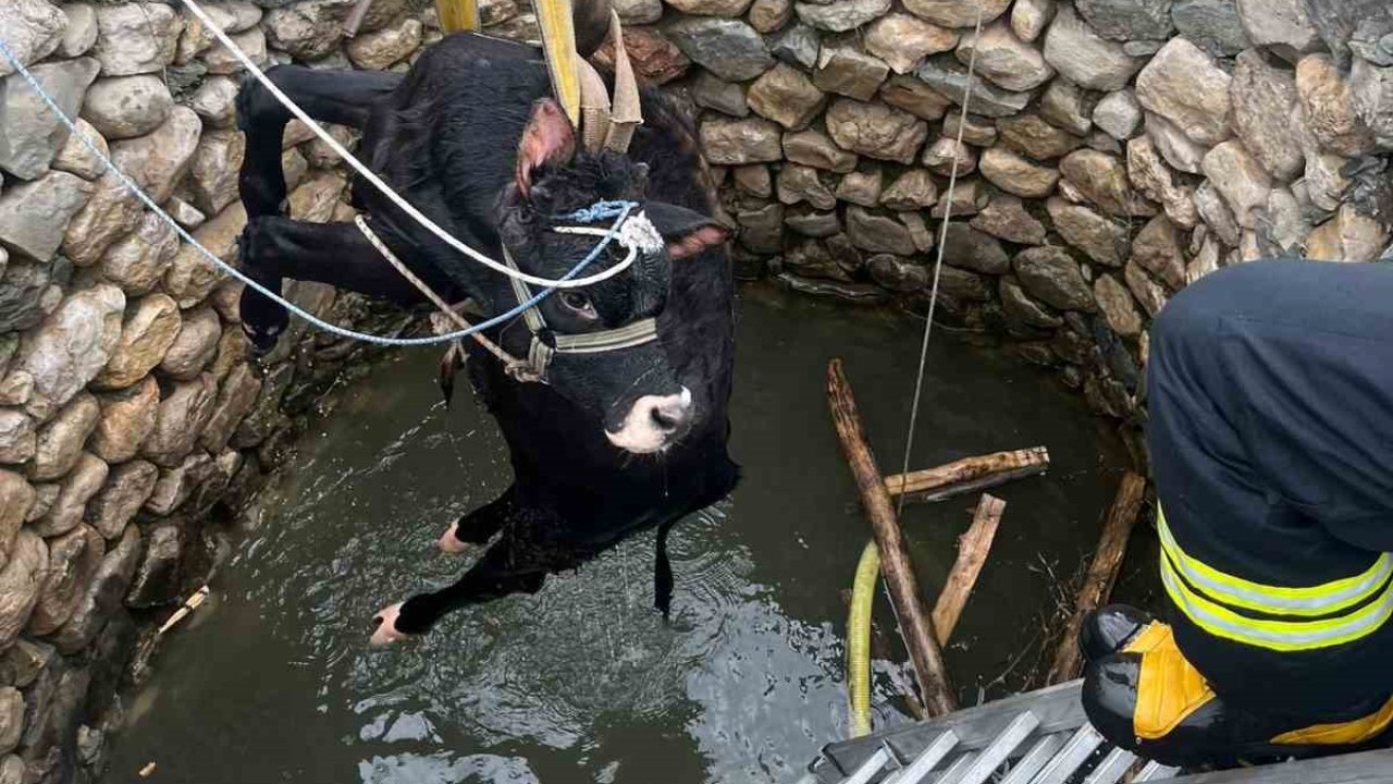 Su kuyusuna düşen inek itfaiye ekiplerince kurtarıldı