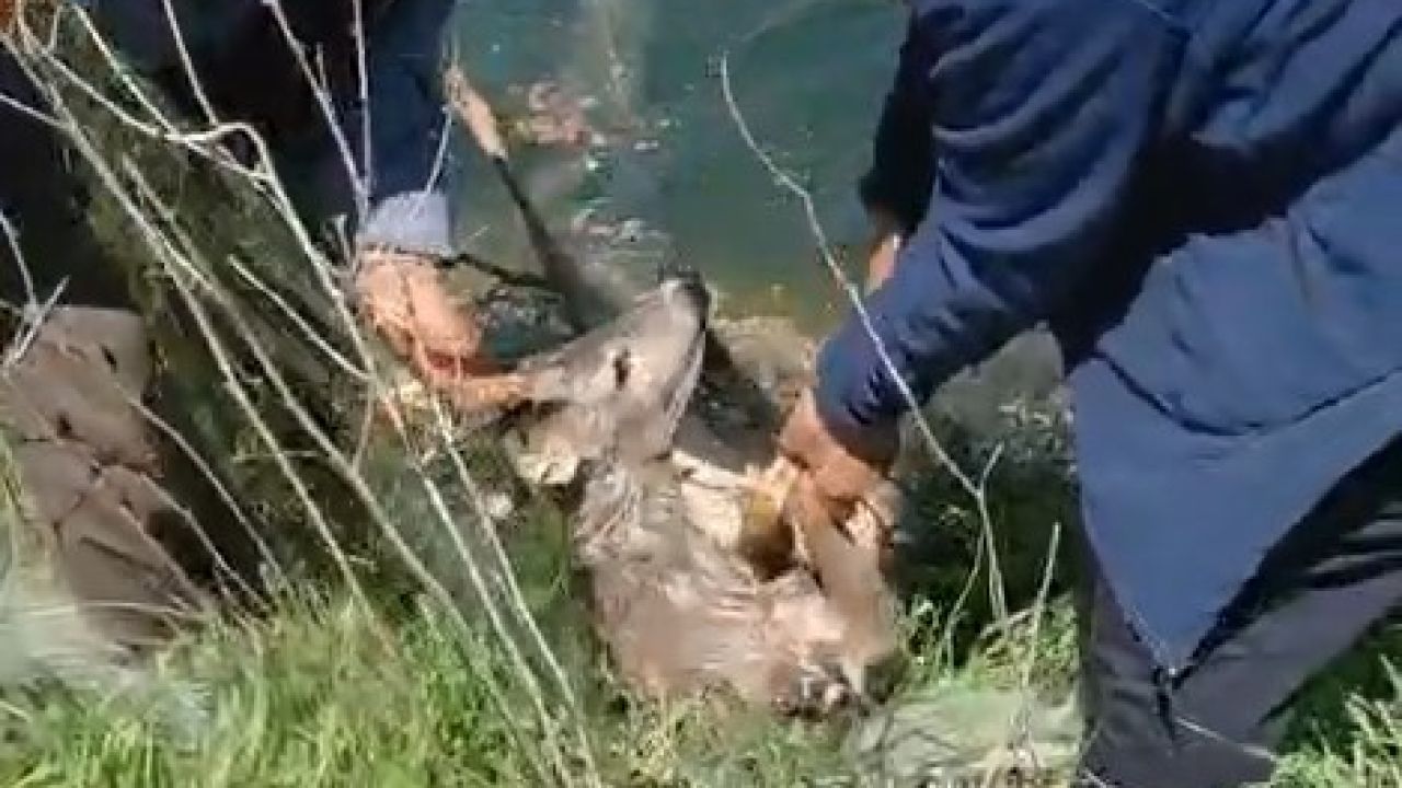 Sulama kanalına düşen karacayı vatandaşlar kurtardı