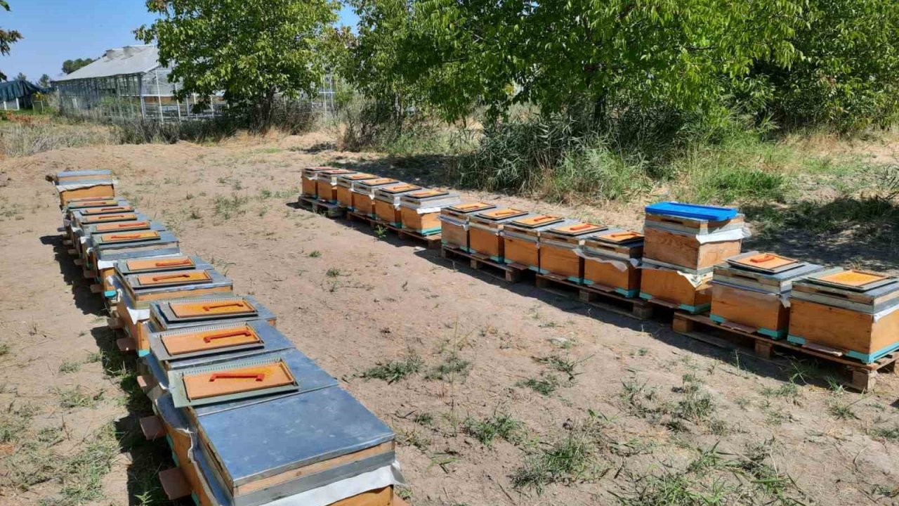 ’Süper gıda’ arı sütü Malatya’da mercek atında
