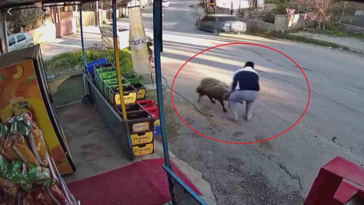 Sürünün geçişi esnasında 3 metrelik kuyuya düşen koyunu esnaf kurtardı: O anlar kamerada