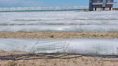 Tarım ve Orman Bakanlığından, bir çiftçinin satamadığı kıvırcıkların koyunlara yem edildiği iddialarına yalanlama