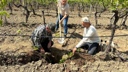 TARİŞ’ten bağlara yakın takip
