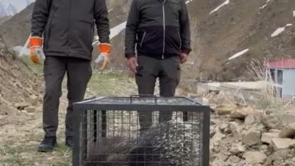 Tedavisi tamamlanan oklu kirpi doğaya salındı