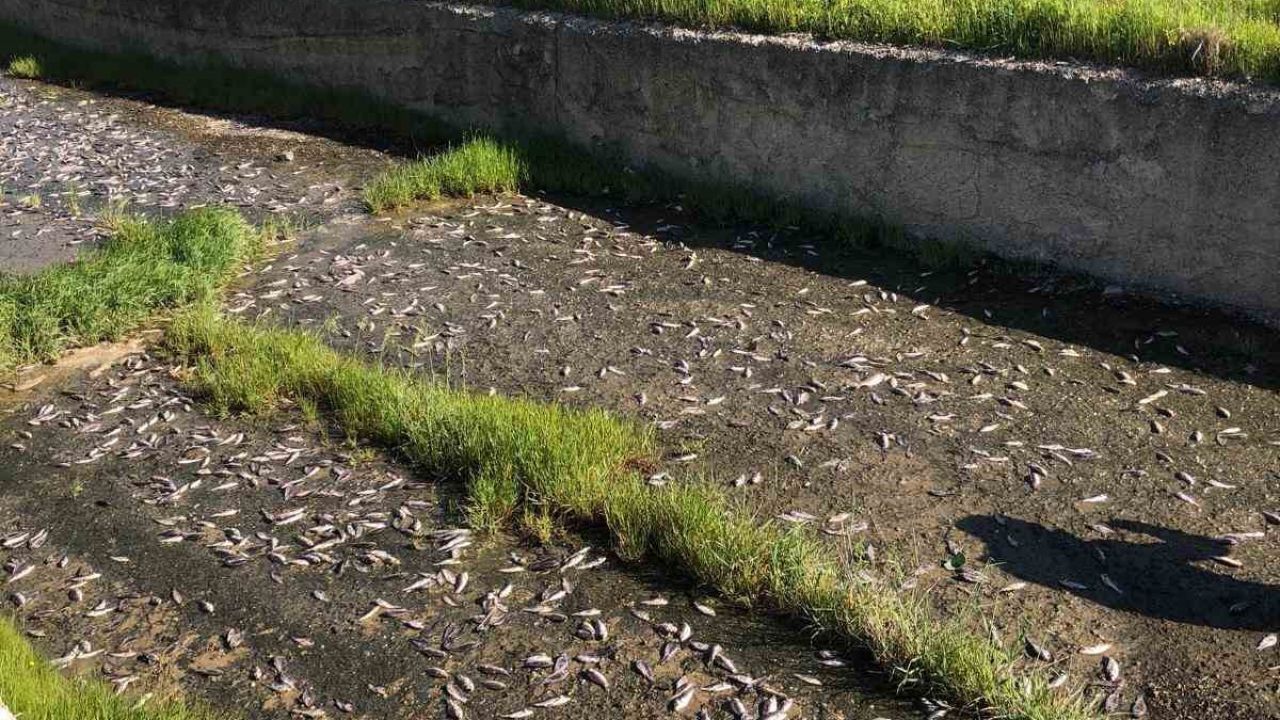 Tekirdağ’da gölde toplu balık ölümleri yaşandı
