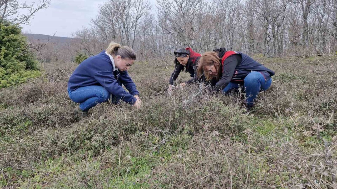 Tekirdağ’da süne zararlısına karşı saha çalışmaları başlatıldı