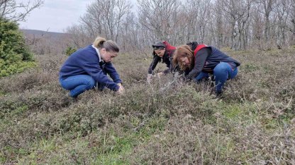 Tekirdağ’da süne zararlısına karşı saha çalışmaları başlatıldı
