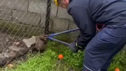 Tel örgüye sıkışıp, mahsur kalan kirpi kurtarıldı