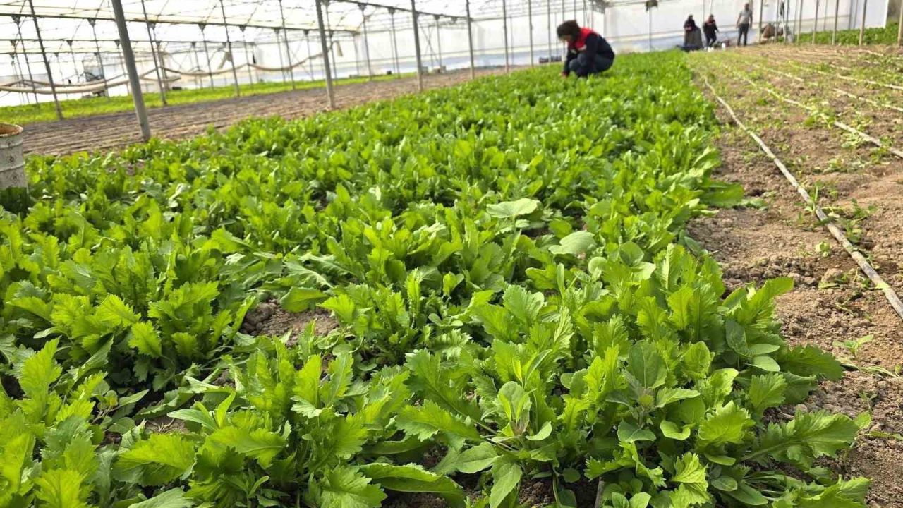 Tere ve roka üretilen seralardan denetim