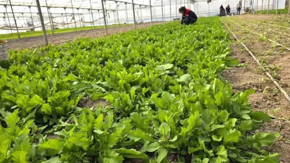 Tere ve roka üretilen seralardan denetim