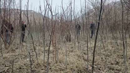 Tescilli Adilcevaz ceviz fidanı satışa sunuldu