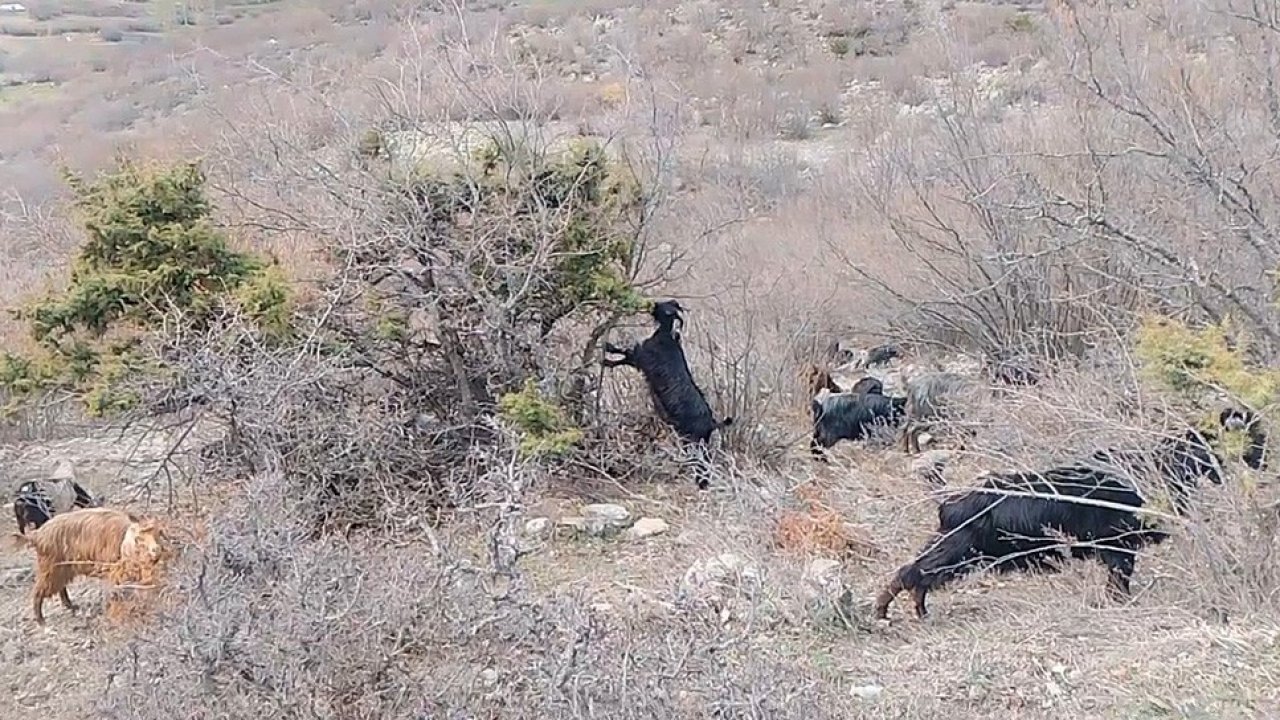 Tokat’ta yaylada kışın ayazında türküleriyle ısınan çoban, baharı da türküyle karşıladı