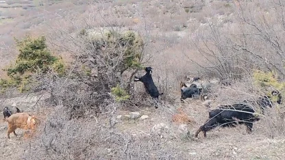 Tokat’ta yaylada kışın ayazında türküleriyle ısınan çoban, baharı da türküyle karşıladı