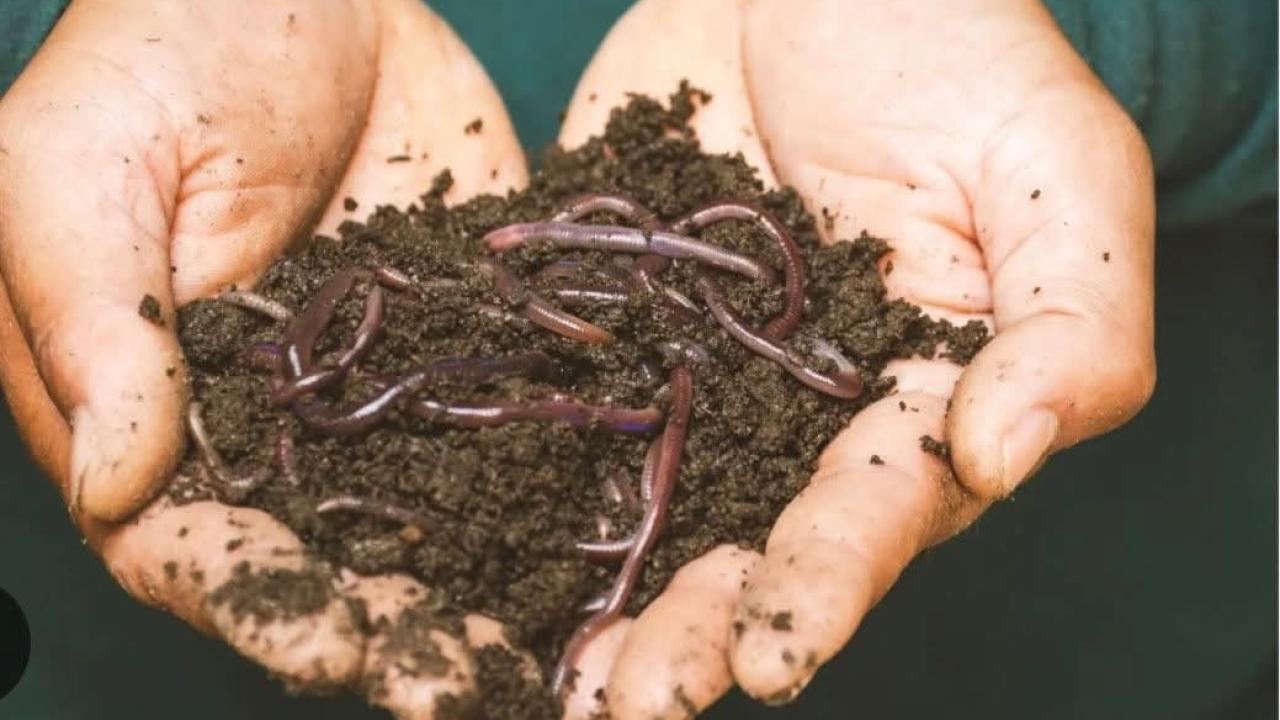 Toprağın Kalbî durdu.Solucanlar Sessiz,Humus Ölü !