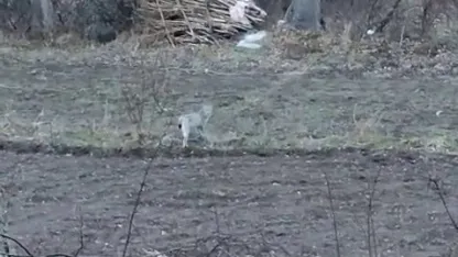 Tortum’da nesli tükenme tehlikesinde olan vaşak görüntülendi