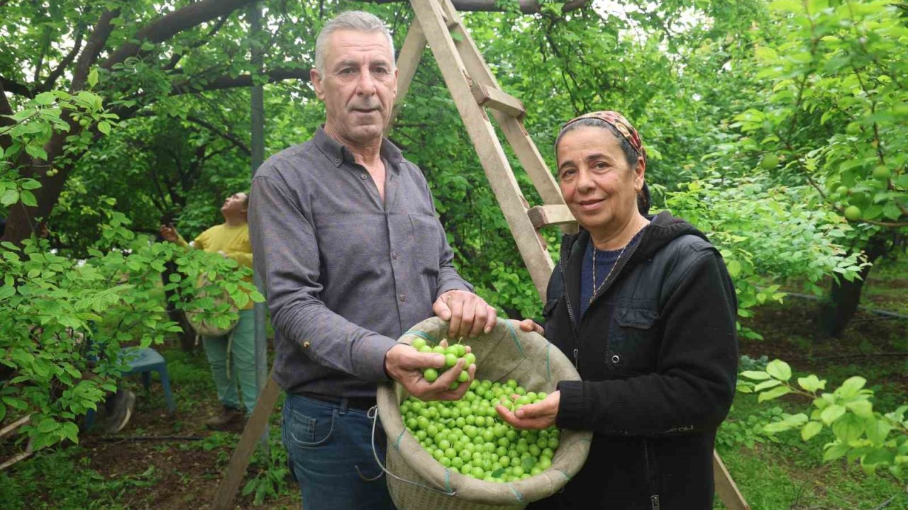 Turfanda can eriği Avrupa ülkelerine ihraç ediliyor