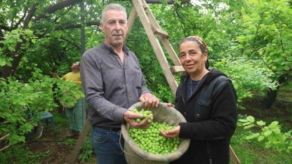 Turfanda can eriği Avrupa ülkelerine ihraç ediliyor