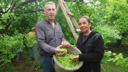 Turfanda can eriği Avrupa ülkelerine ihraç ediliyor