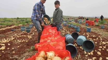 Türkiye’nin Suriye sınırında bereketli soğan hasadı