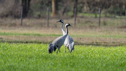 Turnaların izinde: 2026 izleme çalışmaları sürüyor