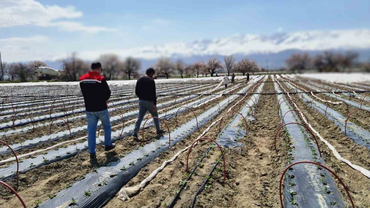 Üzümlü’de biber fideleri toprakla buluştu