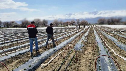 Üzümlü’de biber fideleri toprakla buluştu