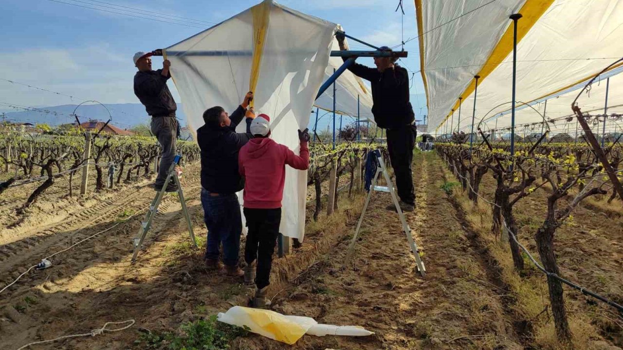 Üzümün başkentinde bağlar tüllerle kaplanıyor