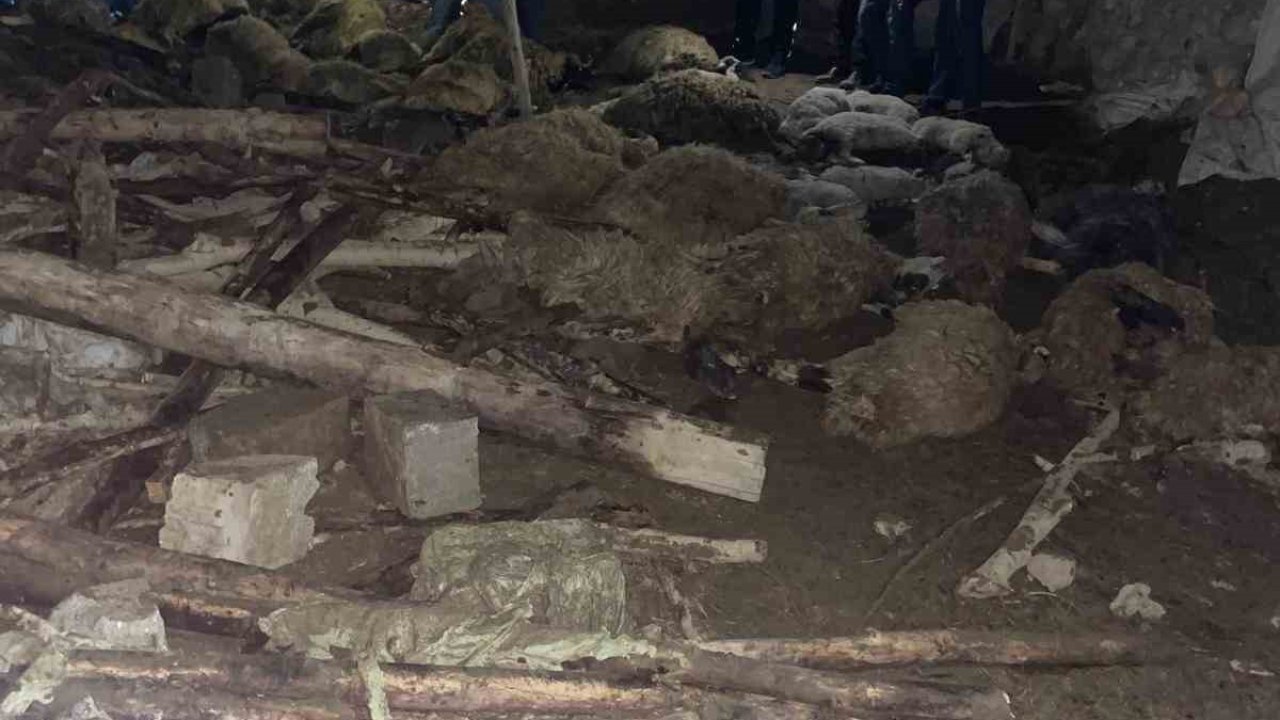 Van’da ahır çöktü: 56 küçükbaş hayvan telef oldu