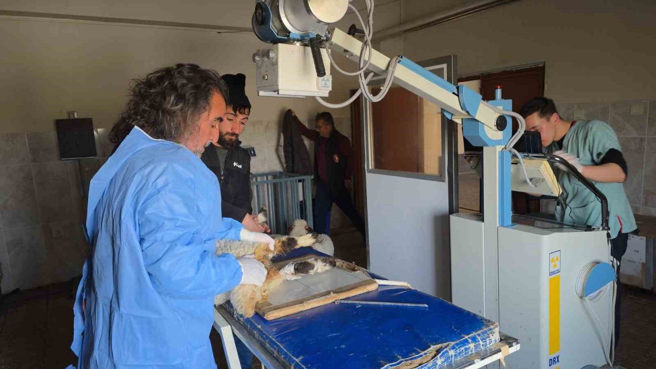 Van’da deprem sonrası enkaz altından yaralı çıkarılan kuzular tedavi altına alındı