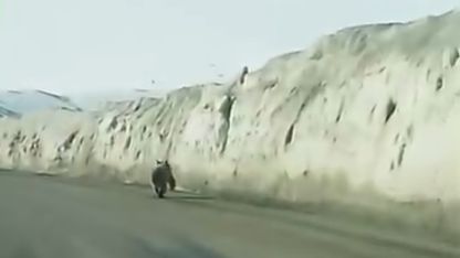 Van’da kara yoluna inen ayı kameraya yansıdı