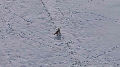 Van’da tilkinin avı dron kamerasına yansıdı