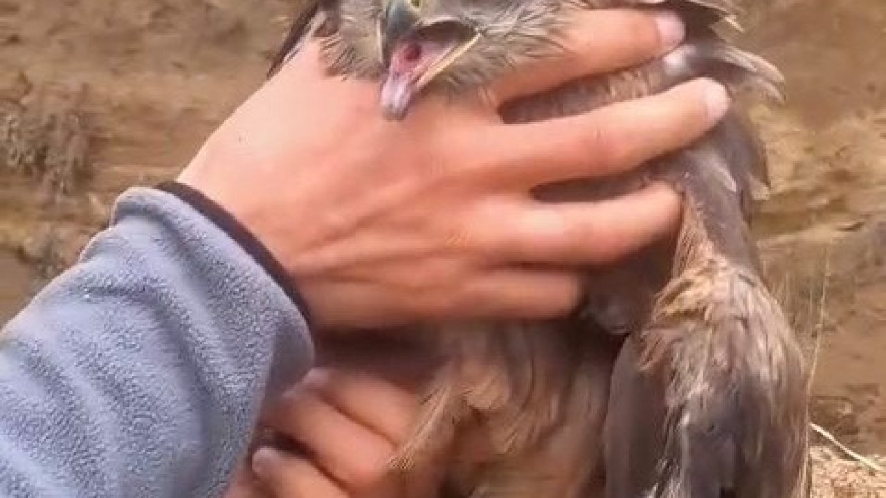 Yakalan yaralı şahin, ekiplere teslim edildi