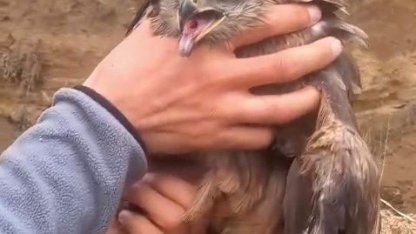 Yakalan yaralı şahin, ekiplere teslim edildi