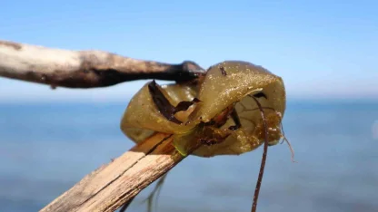 Yalova sahilinde istilacı yosun türü gözlemlendi