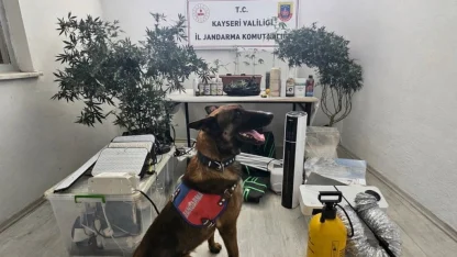 Yasadışı kenevir eken şahıs yakalandı