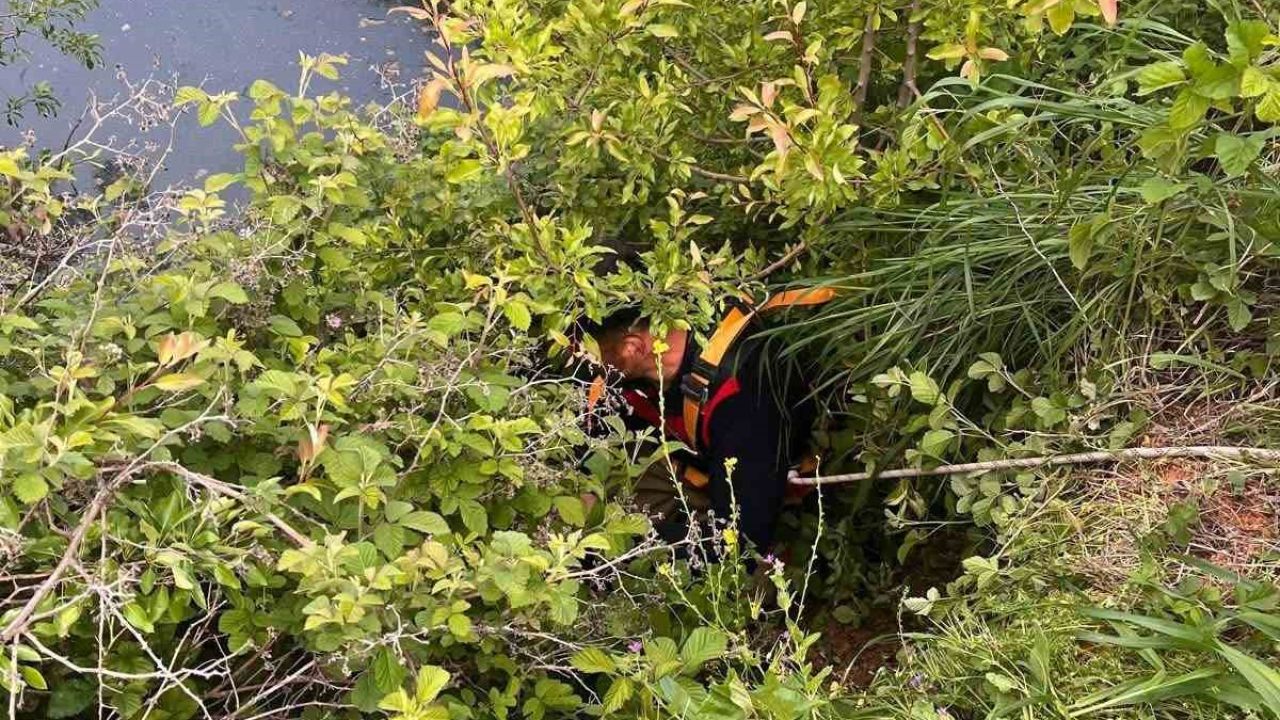 Yayladağı’nda gölete düşen büyükbaş hayvan kurtarıldı