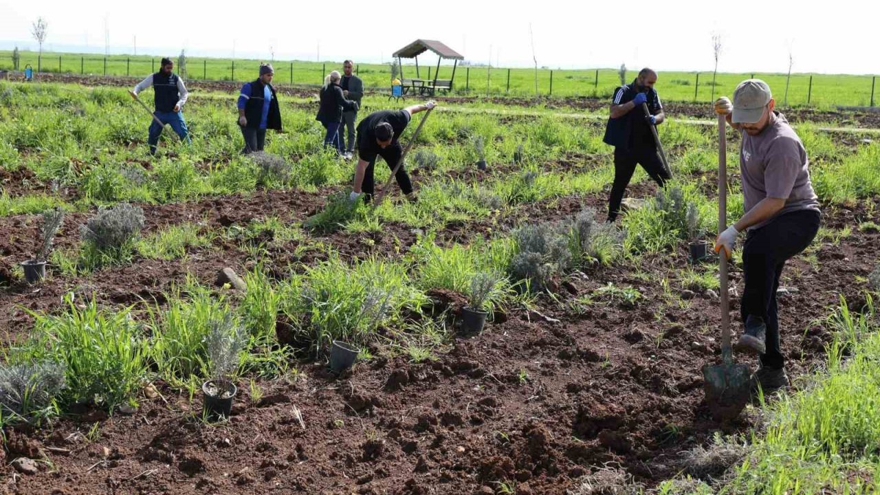 Yenişehir’de lavanta mevsimi başlıyor