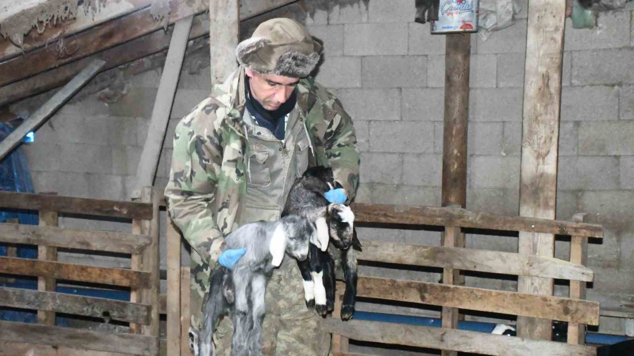 Yozgatlı keçi yetiştiricisi kireçli yöntemle hayvan kayıplarını önledi