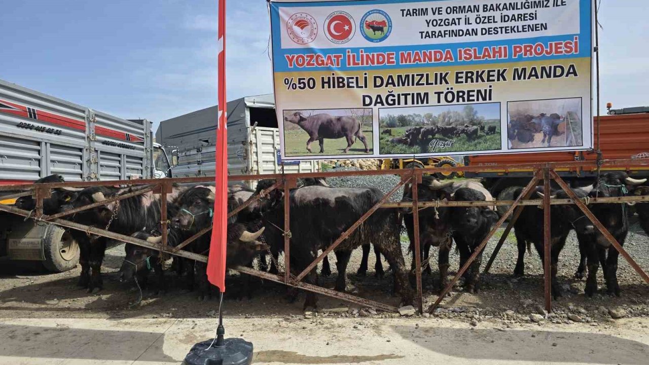Yozgat’ta 20 manda üreticilere teslim edildi