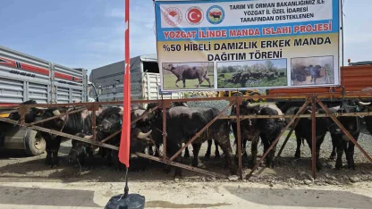 Yozgat’ta 20 manda üreticilere teslim edildi