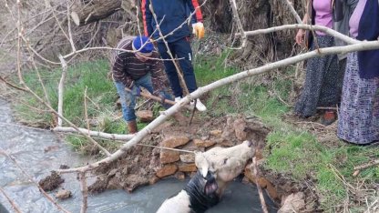 Yozgat’ta kuyuya düşen büyükbaş, AFAD ekiplerince kurtarıldı