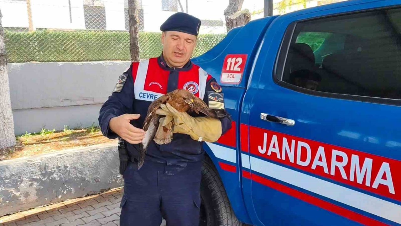 Yozgat’ta yaralı şahin koruma altına alındı