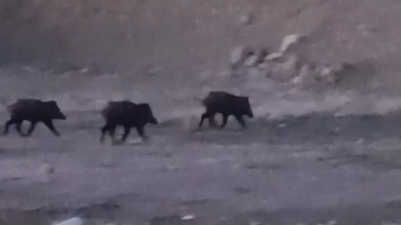 Yüksekova’da domuz sürüsü görüntülendi