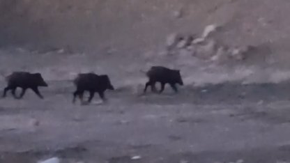 Yüksekova’da domuz sürüsü görüntülendi