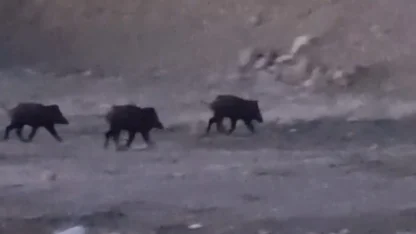 Yüksekova’da domuz sürüsü görüntülendi