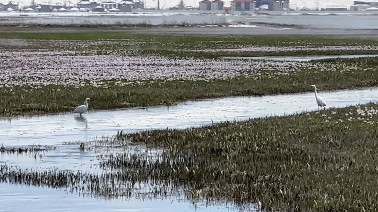 Yüksekova’da küçük akbalıkçıllar görüntülendi