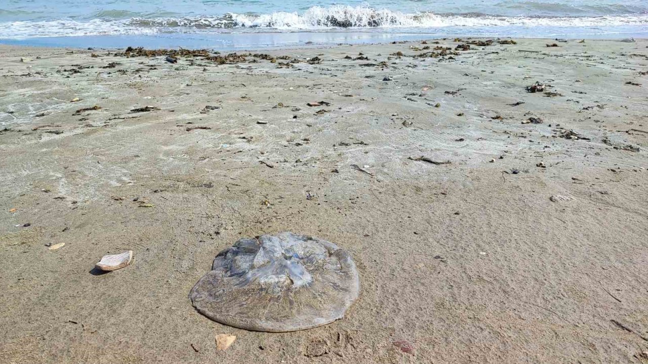 Yumurtalık sahilini denizanaları sardı