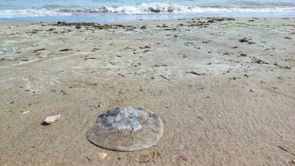 Yumurtalık sahilini denizanaları sardı