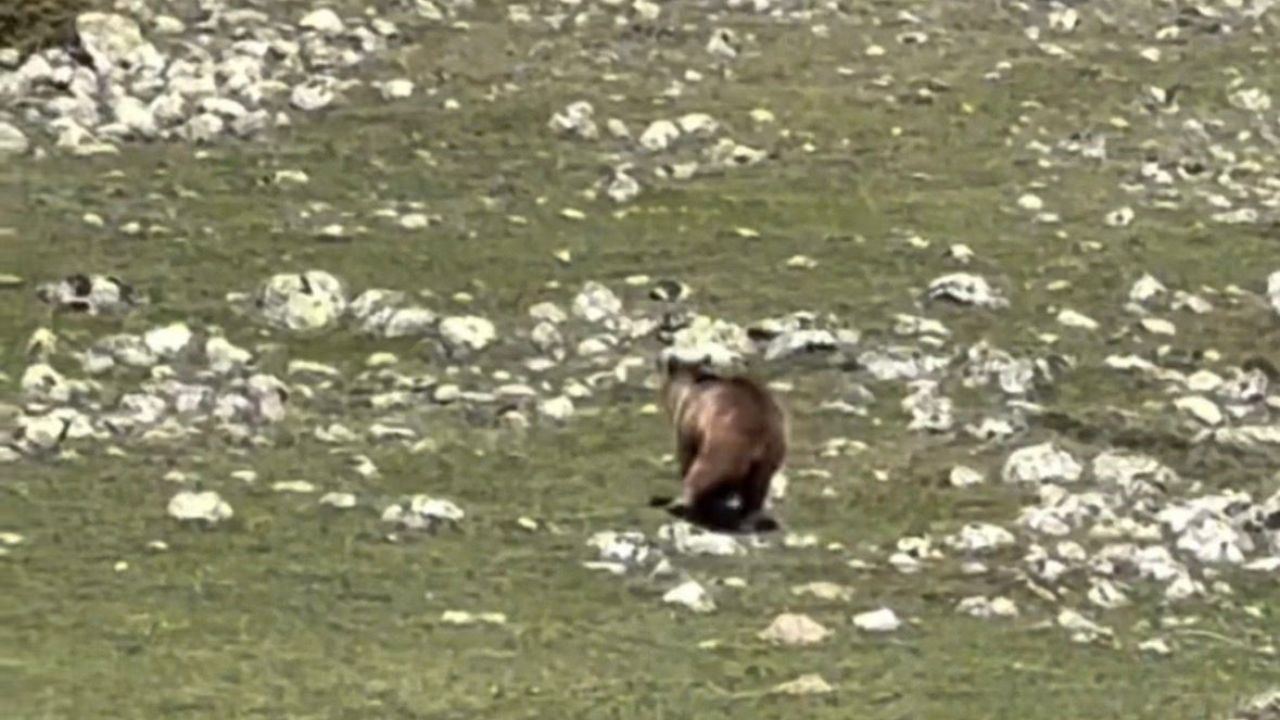 Yürümekte güçlük çeken bozayı ormana böyle ulaşmaya çalıştı