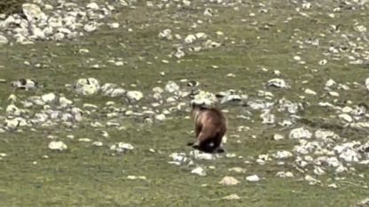 Yürümekte güçlük çeken bozayı ormana böyle ulaşmaya çalıştı