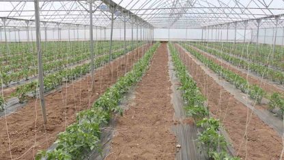 23 dekarlık serada yılda 3 ürün hasadı
